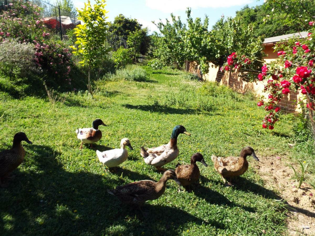 Agriturismo Frallarenza Ficulle Zewnętrze zdjęcie